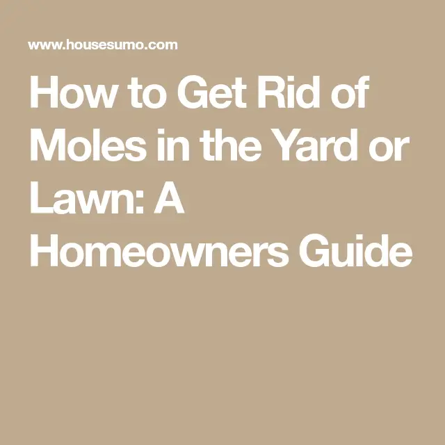 How to Get Rid of Moles in the Yard or Lawn: A Homeowners Guide ...