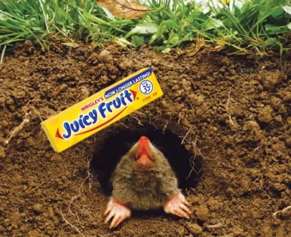 How to Get Rid of Moles in Yard with Juicy Fruit Gum ...