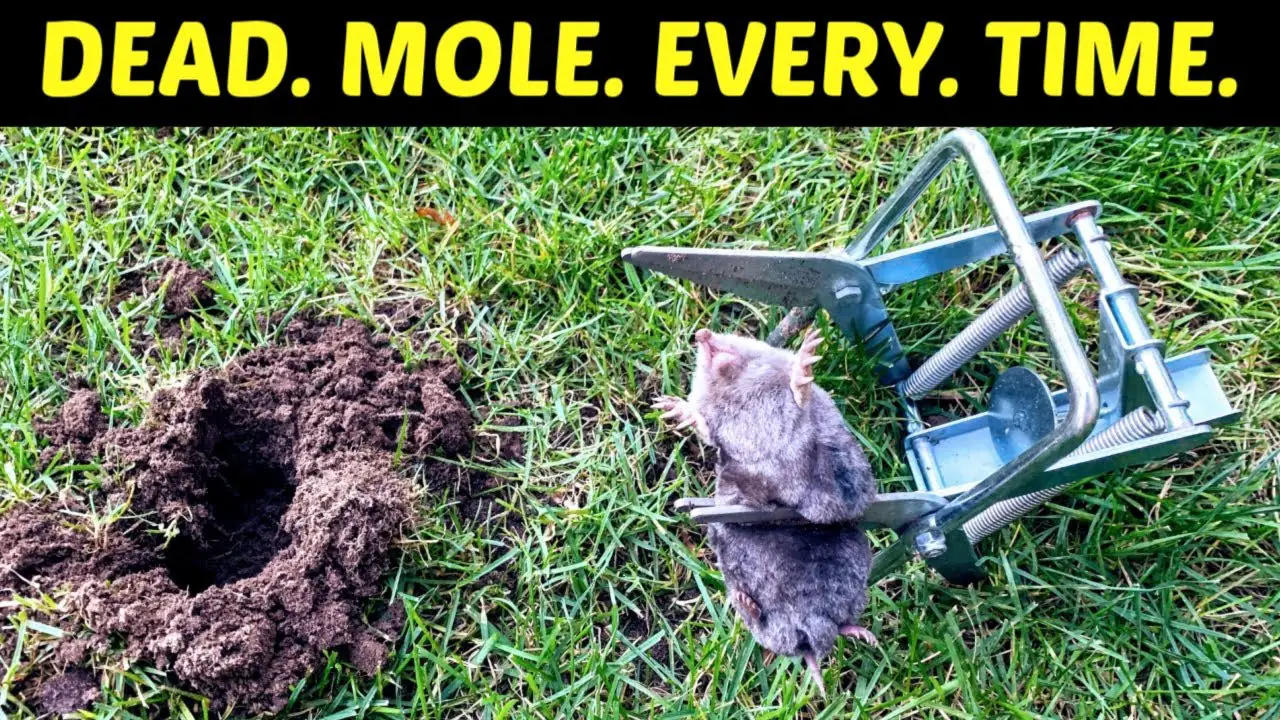 How to Get Rid of Moles in Your Yard and Garden