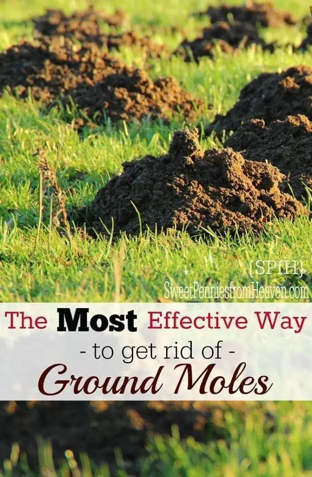 How to get rid of Moles (With images)
