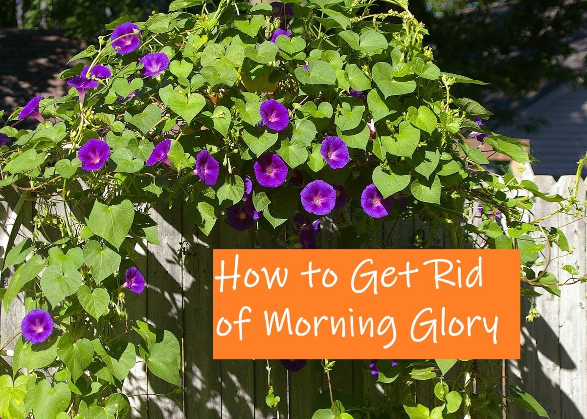 How to Get Rid of Morning Glory Safely &  Permanently ...