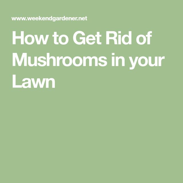 How to Get Rid of Mushrooms in your Lawn