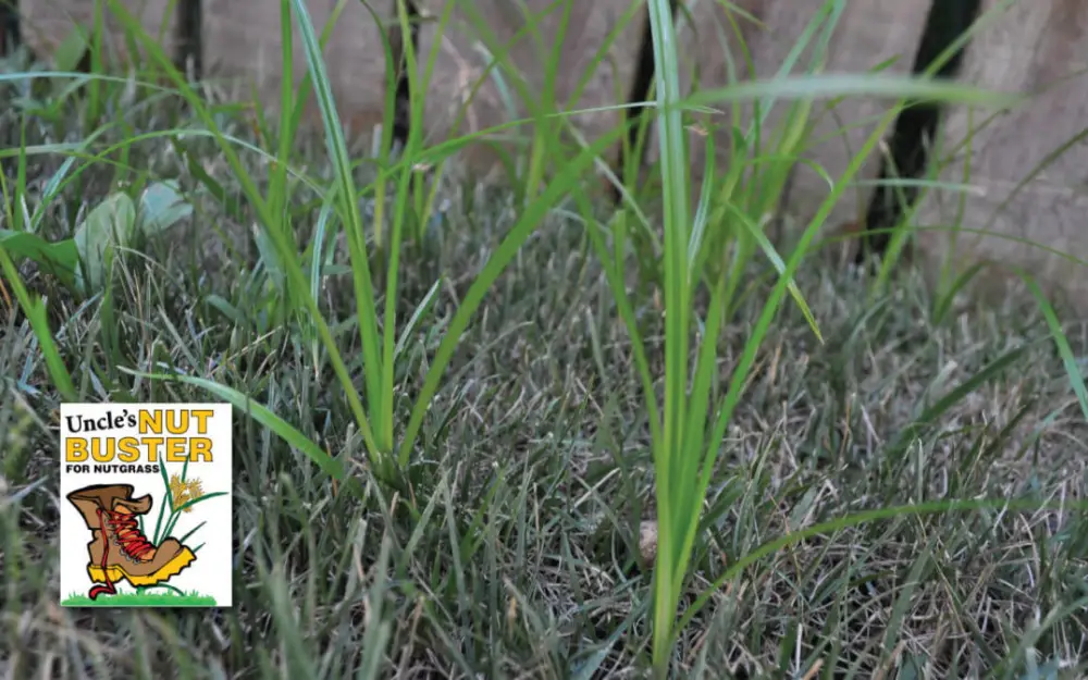 How to Get Rid of Nutgrass or Nutsedge