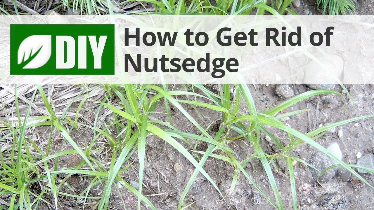 How to Get Rid of Nutsedge
