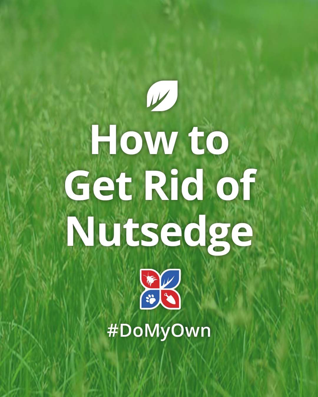How To Get Rid Of Nutsedge In Your Garden