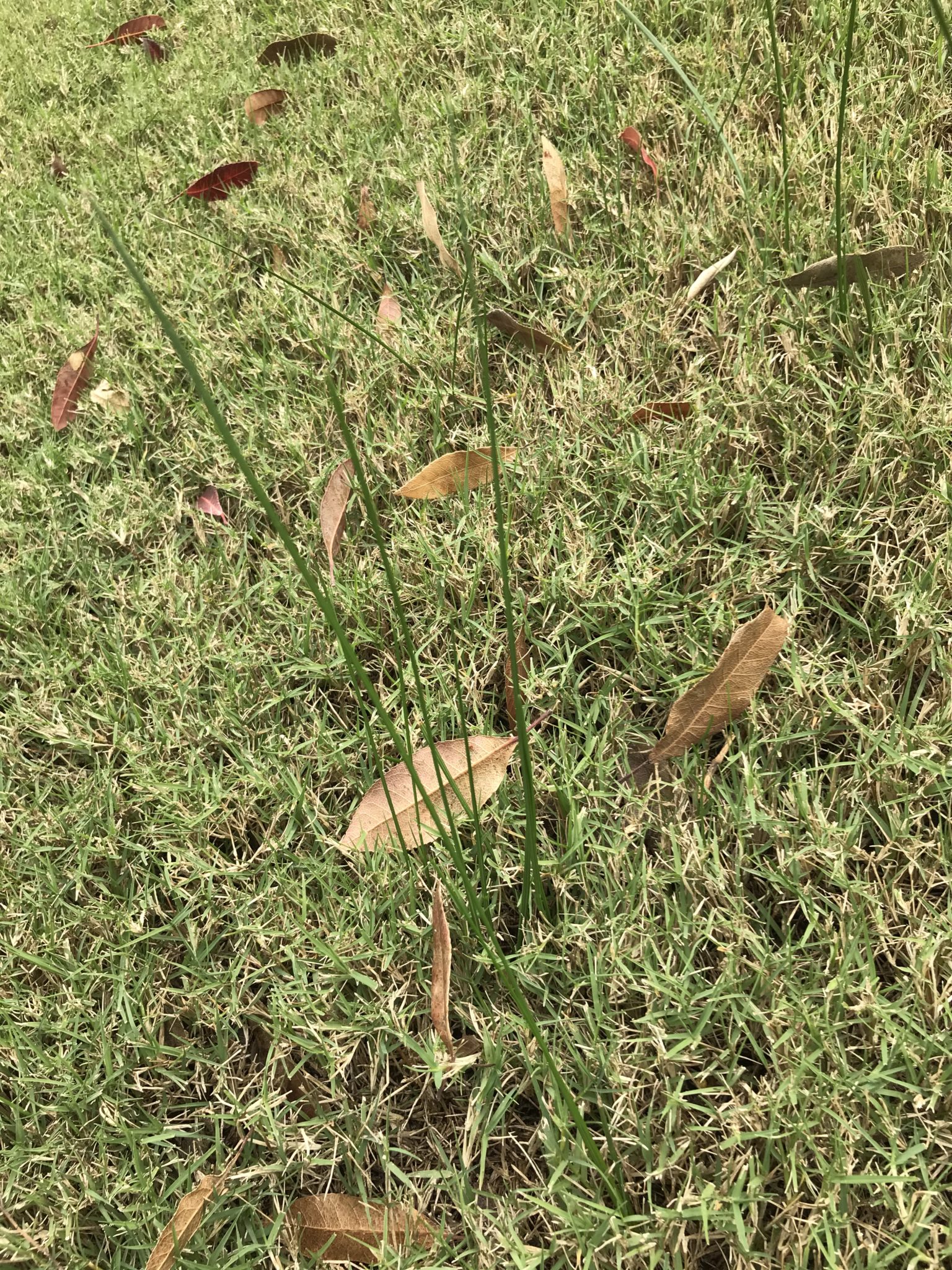 How To Get Rid Of Onion Grass In My Lawn