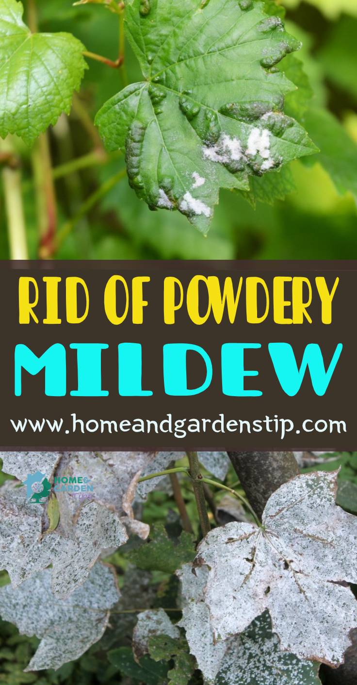 HOW TO GET RID OF POWDERY MILDEW