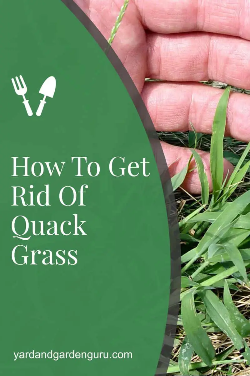 How To Get Rid Of Quack Grass