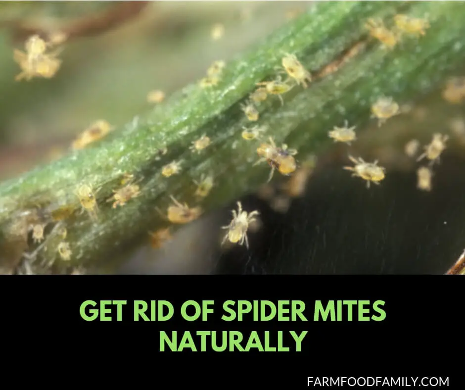 How To Get Rid Of Spider Mites in the Garden Using Natural Methods