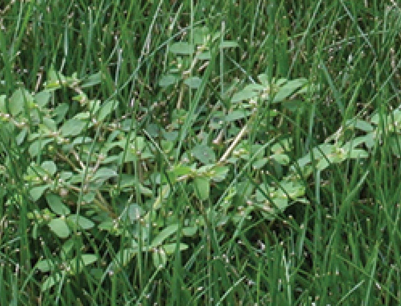 How to Get Rid of Spotted Spurge in the Lawn