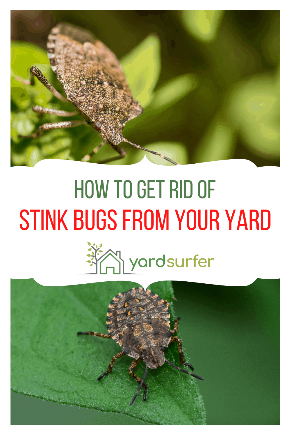 How to Get Rid of Stink Bugs in your Backyard
