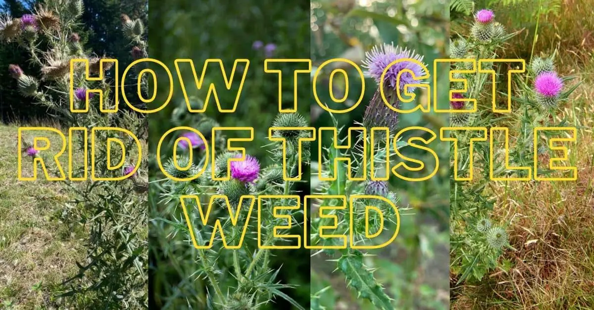 How To Get Rid Of Thistle Weeds In 15 Ways