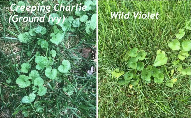 How to get Rid of Violets and Creeping Charlie In The Lawn ...