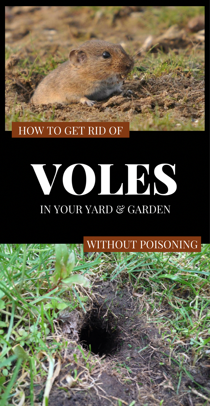 How To Get Rid Of Voles In Your Yard And Garden Without Poisoning # ...