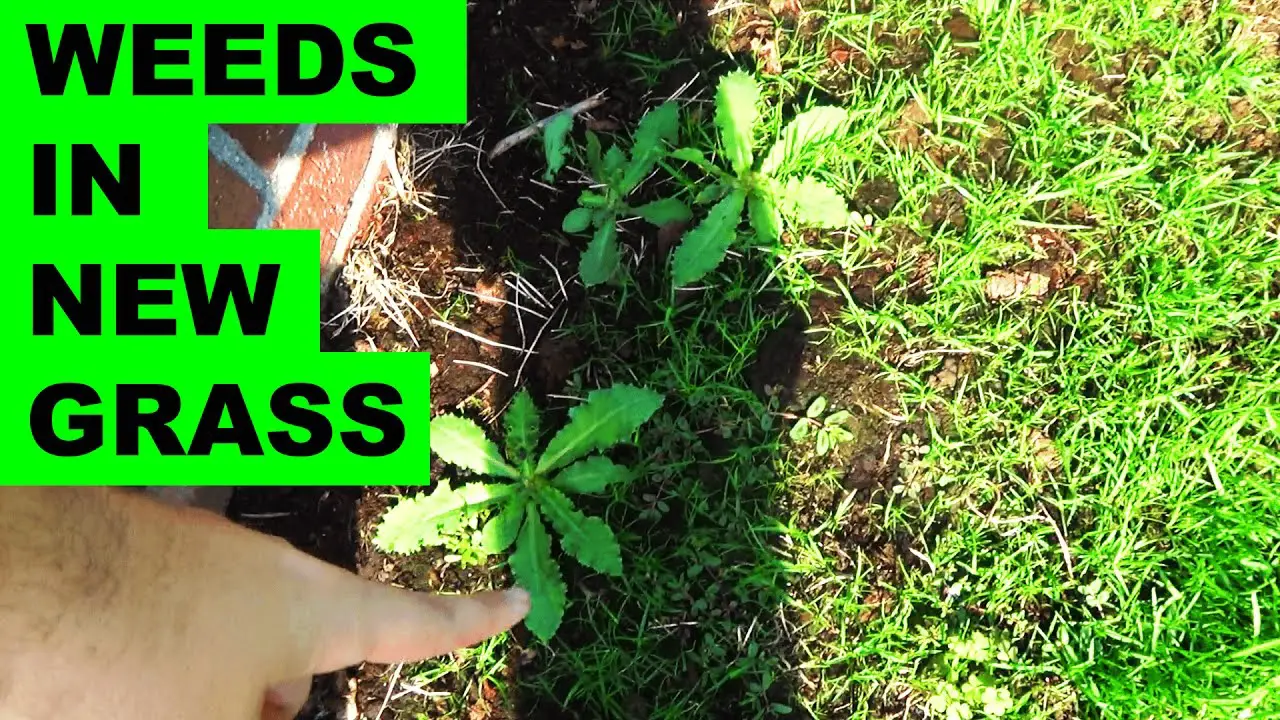 How to get rid of weeds in a new lawn