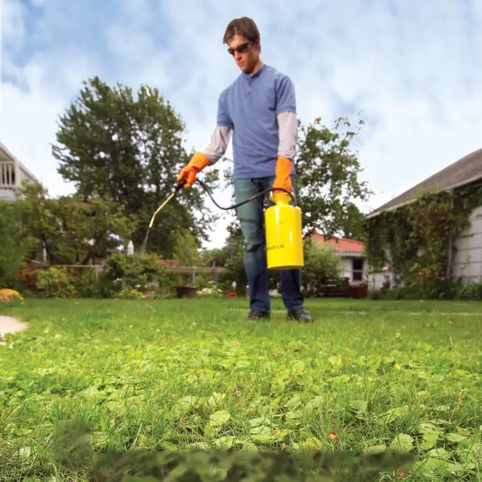 How to Get Rid of Weeds in Lawn