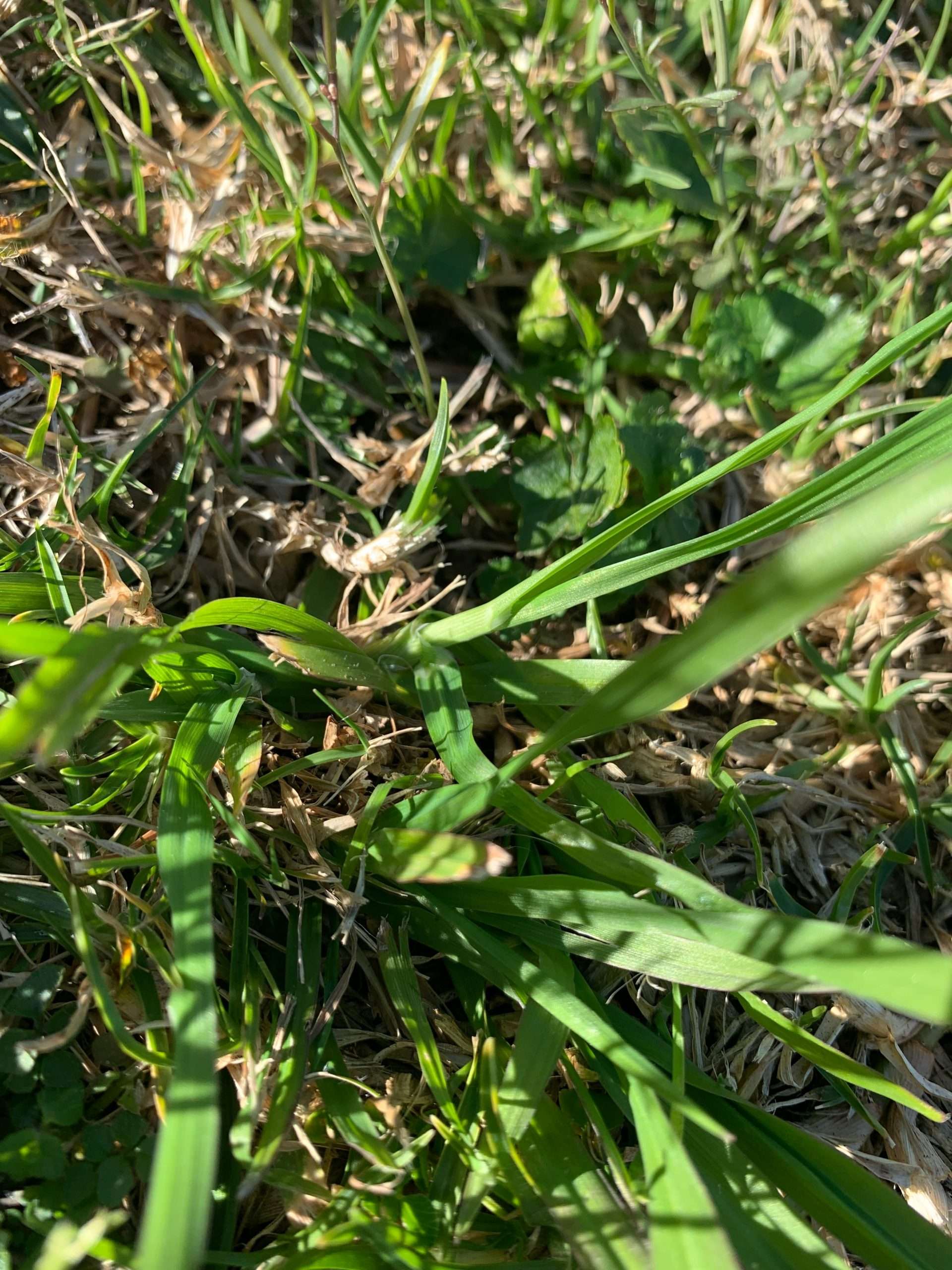 How to get rid of weeds in my lawn?