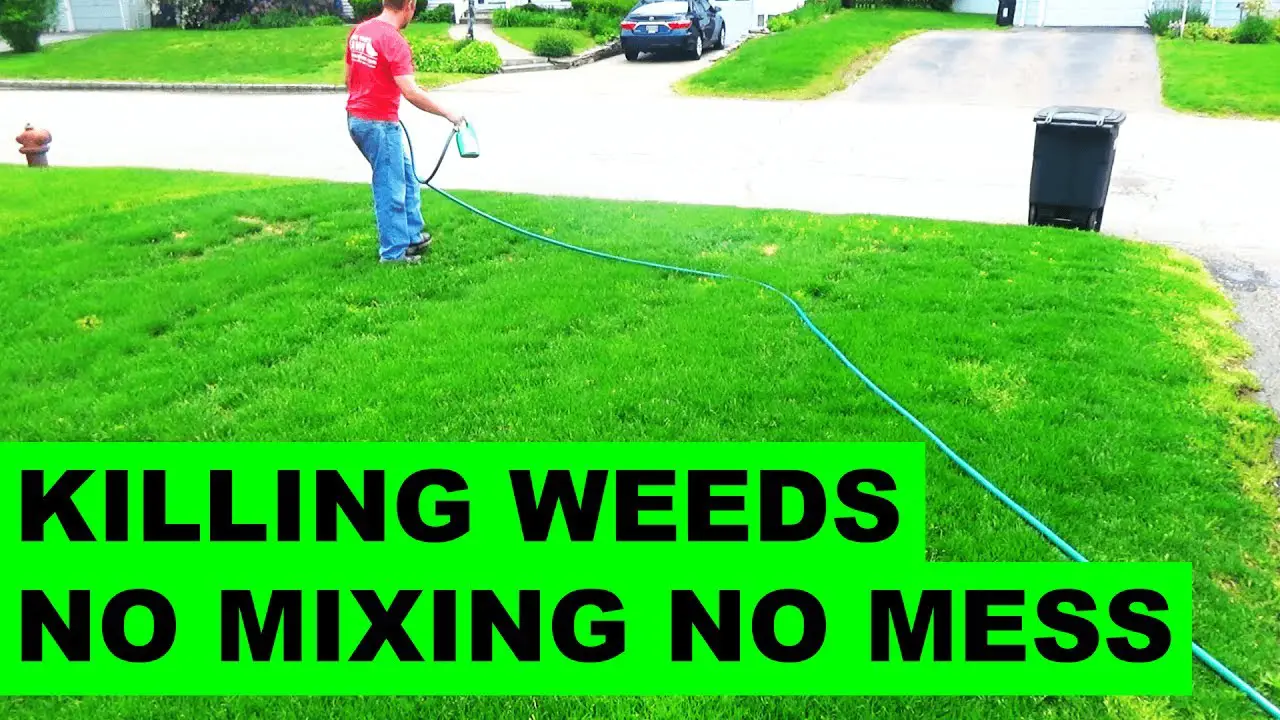 How to get rid of weeds in the lawn