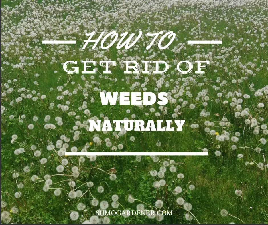 How to Get Rid of Weeds Naturally (8 Best Ways)