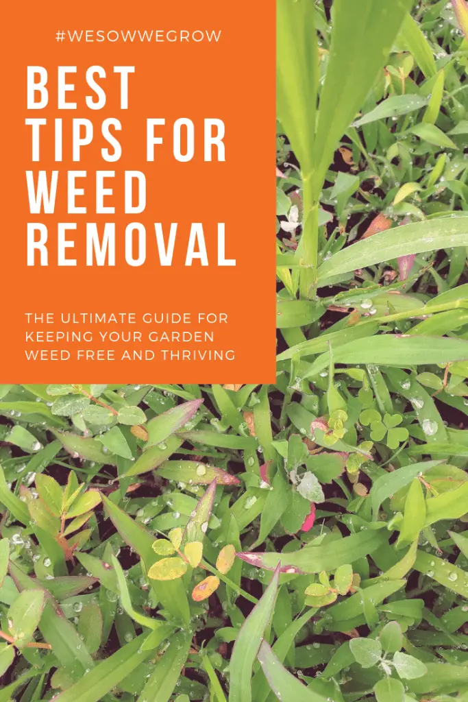 How To Get Rid of Weeds Naturally
