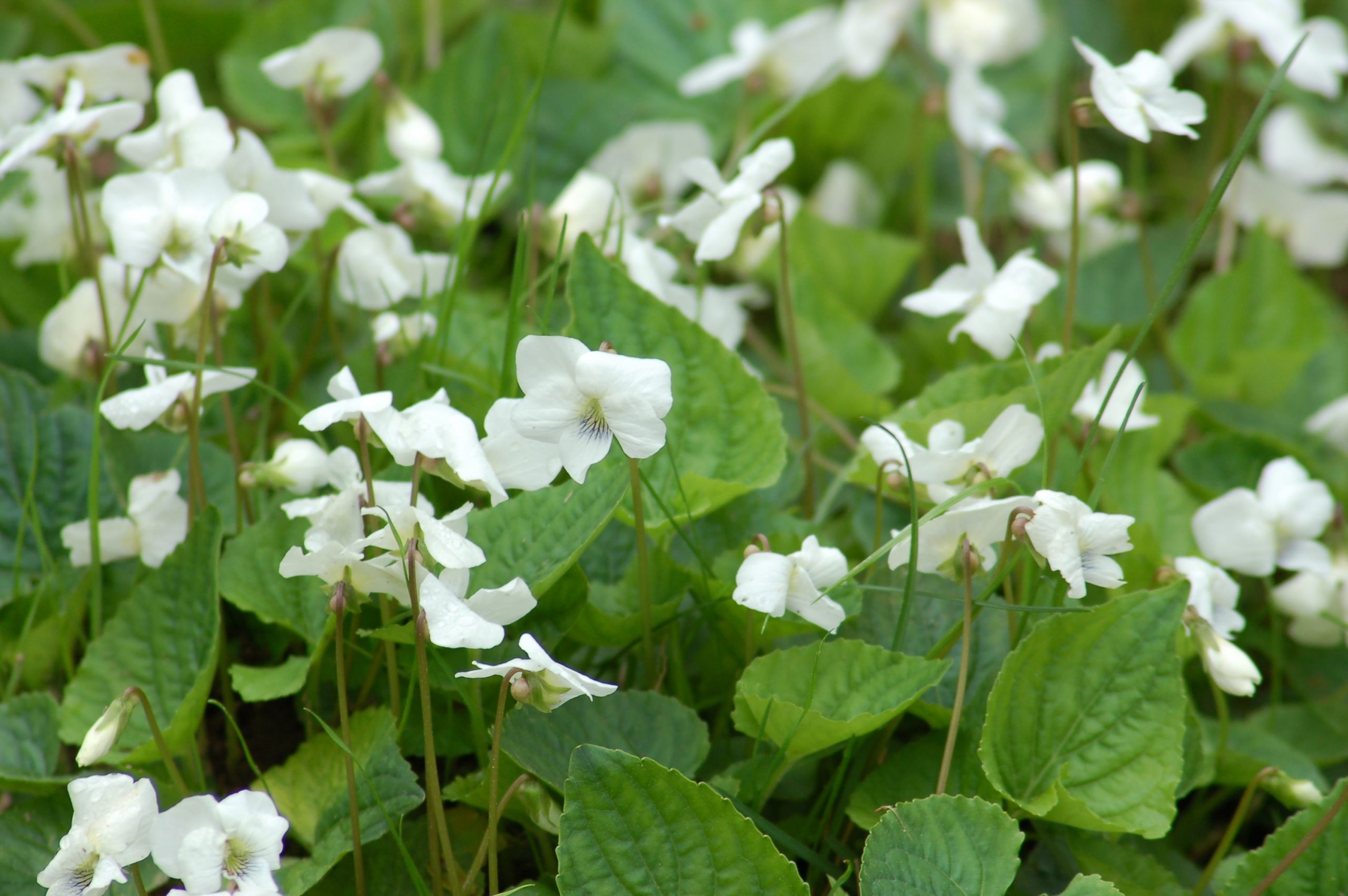 How to Get Rid of Wild Violets in the Lawn