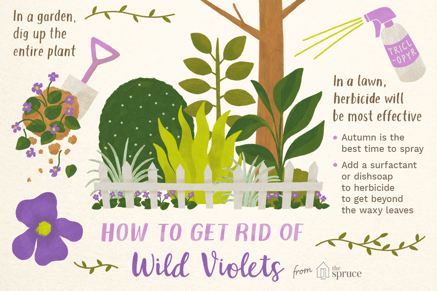 How to Get Rid of Wild Violets in the Lawn