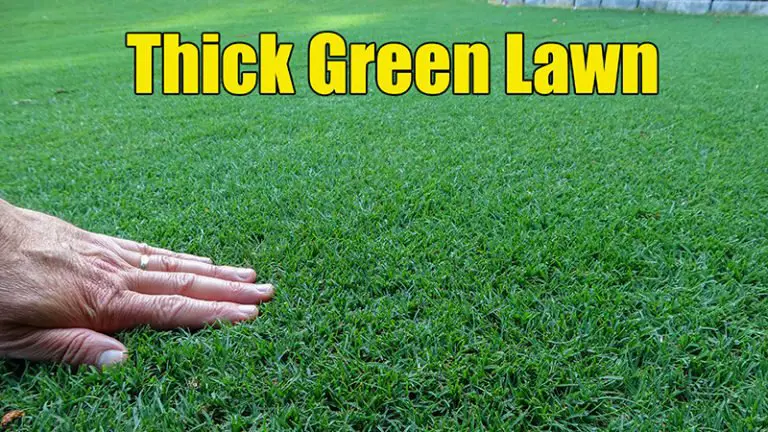 How to Get Thick Green Lawn Bermuda Grass Care
