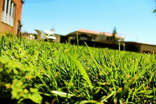 How to Green Up Your Lawn, Fast!