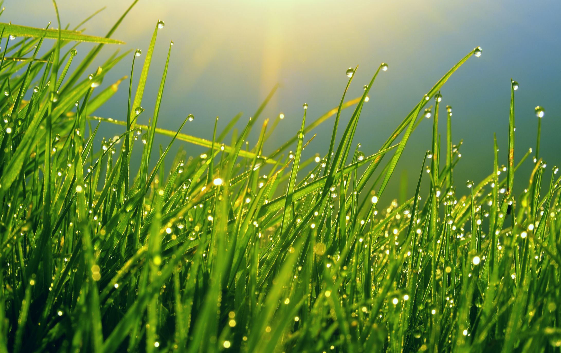 How To Grow A Greener Lawn and Become the Envy of All