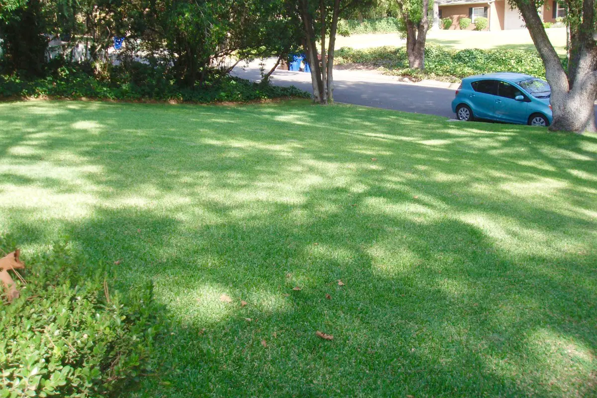 How to Grow Green Grass Successfully