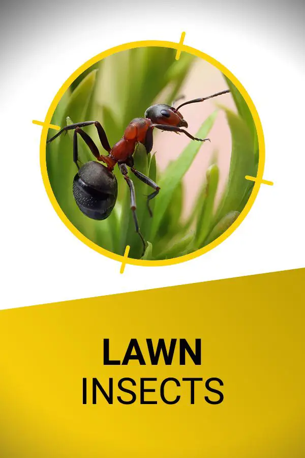 How to identify and get rid of common lawn pests