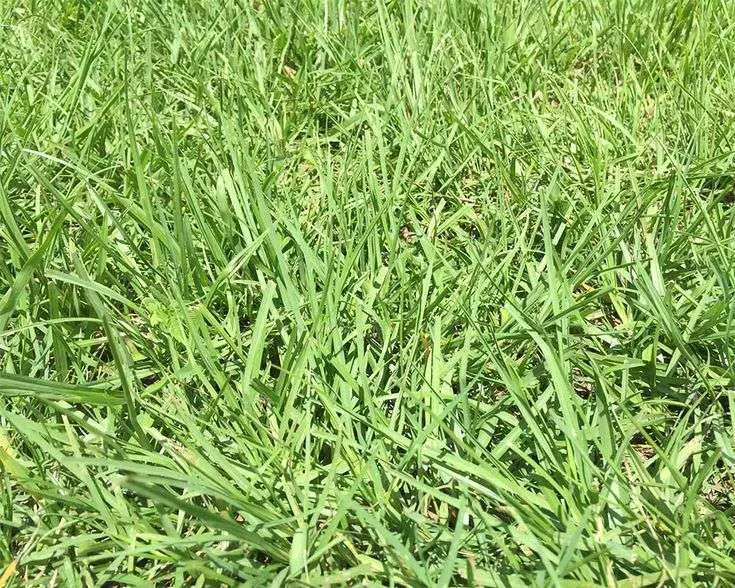 How to Identify Your Lawn Grass