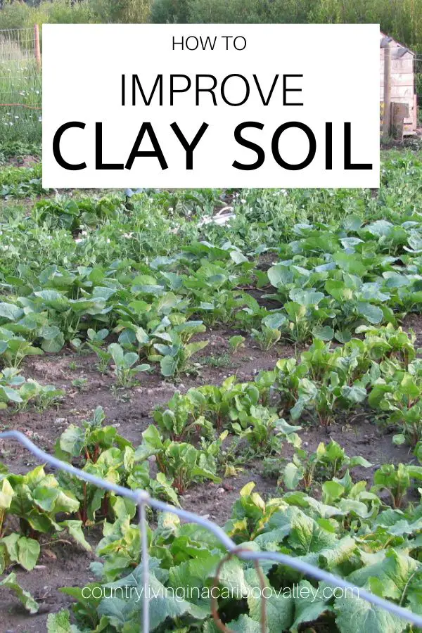 How To Improve Clay Soil
