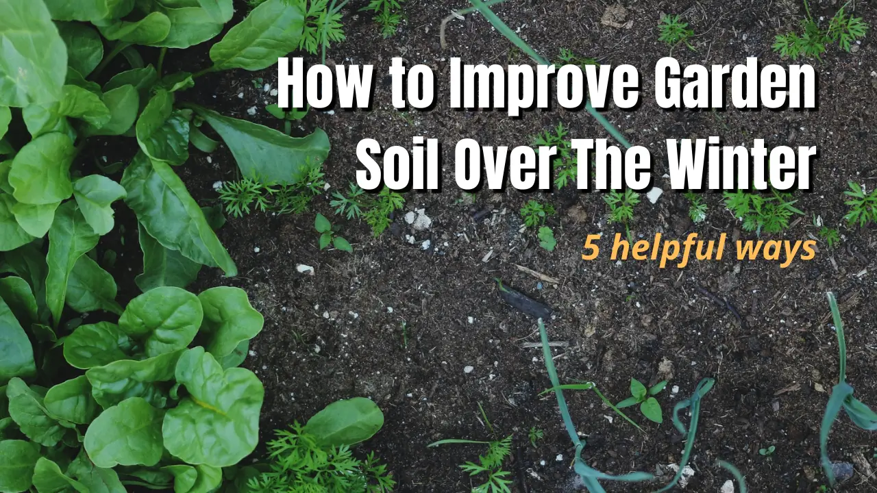 How to Improve Garden Soil Over the Winter?