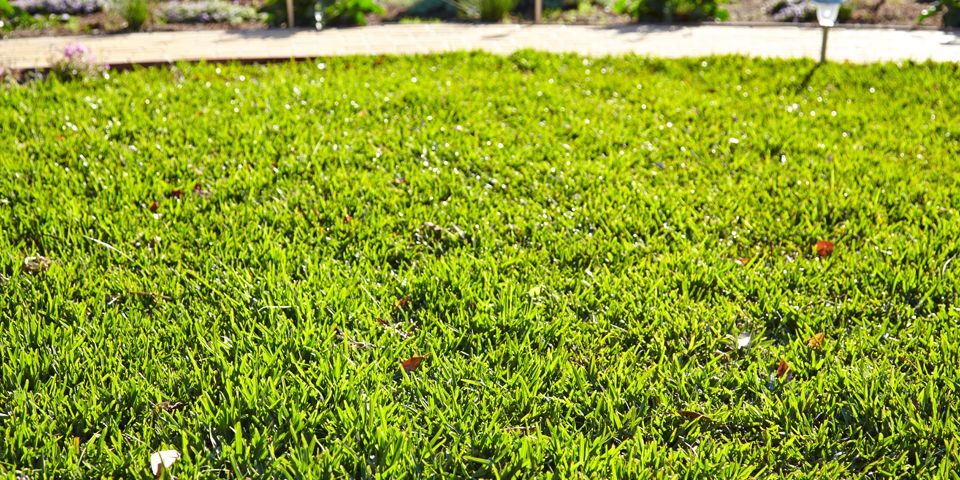 Is It Illegal To Water Your Lawn In California