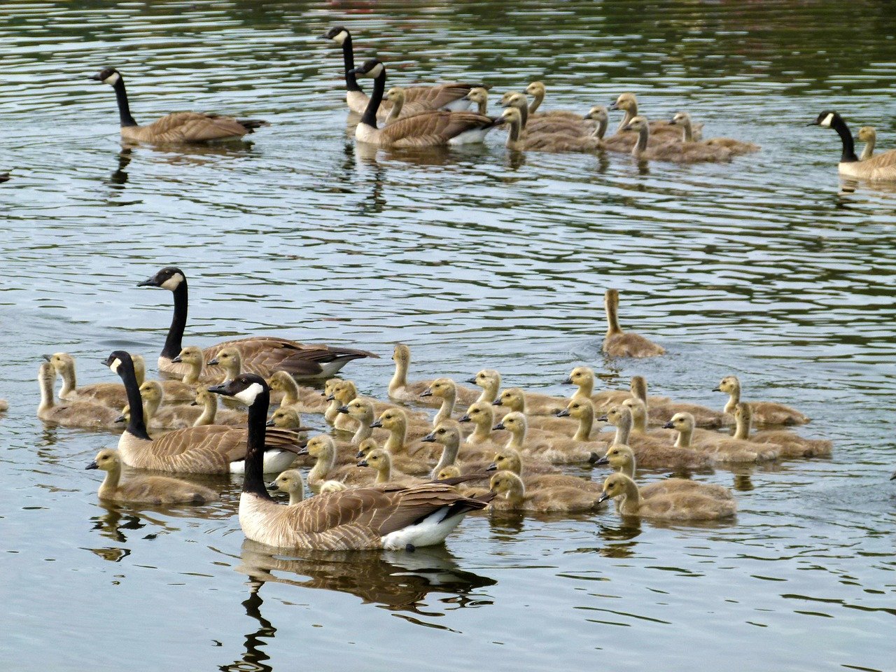 How to keep Canada geese off your property