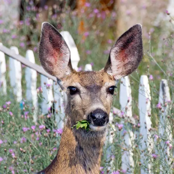 How to Keep Deer Out of Your Yard and Gardens