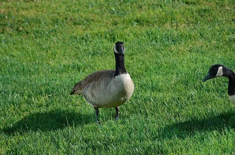 How To Keep Geese Off Lawn