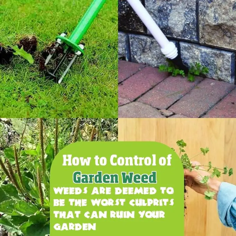 How to Keep Weeds Out Of Garden