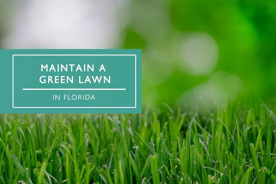 How To Keep Your Florida Lawn Green