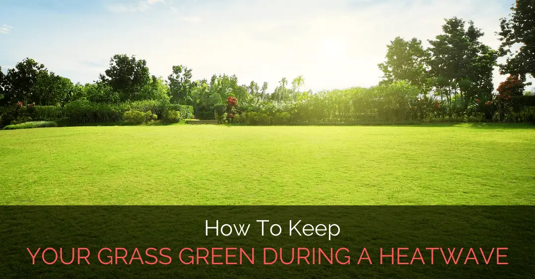 How To Keep Your Grass Green During A Heatwave