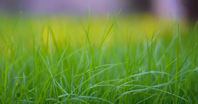 How to Keep Your Lawn Green During a Drought
