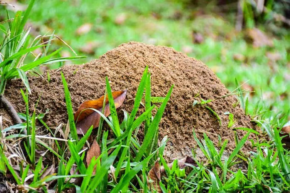 How to kill ants in your lawn? STOP anthills now ...