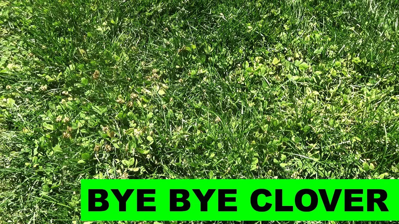 How To Kill Clover In Lawn