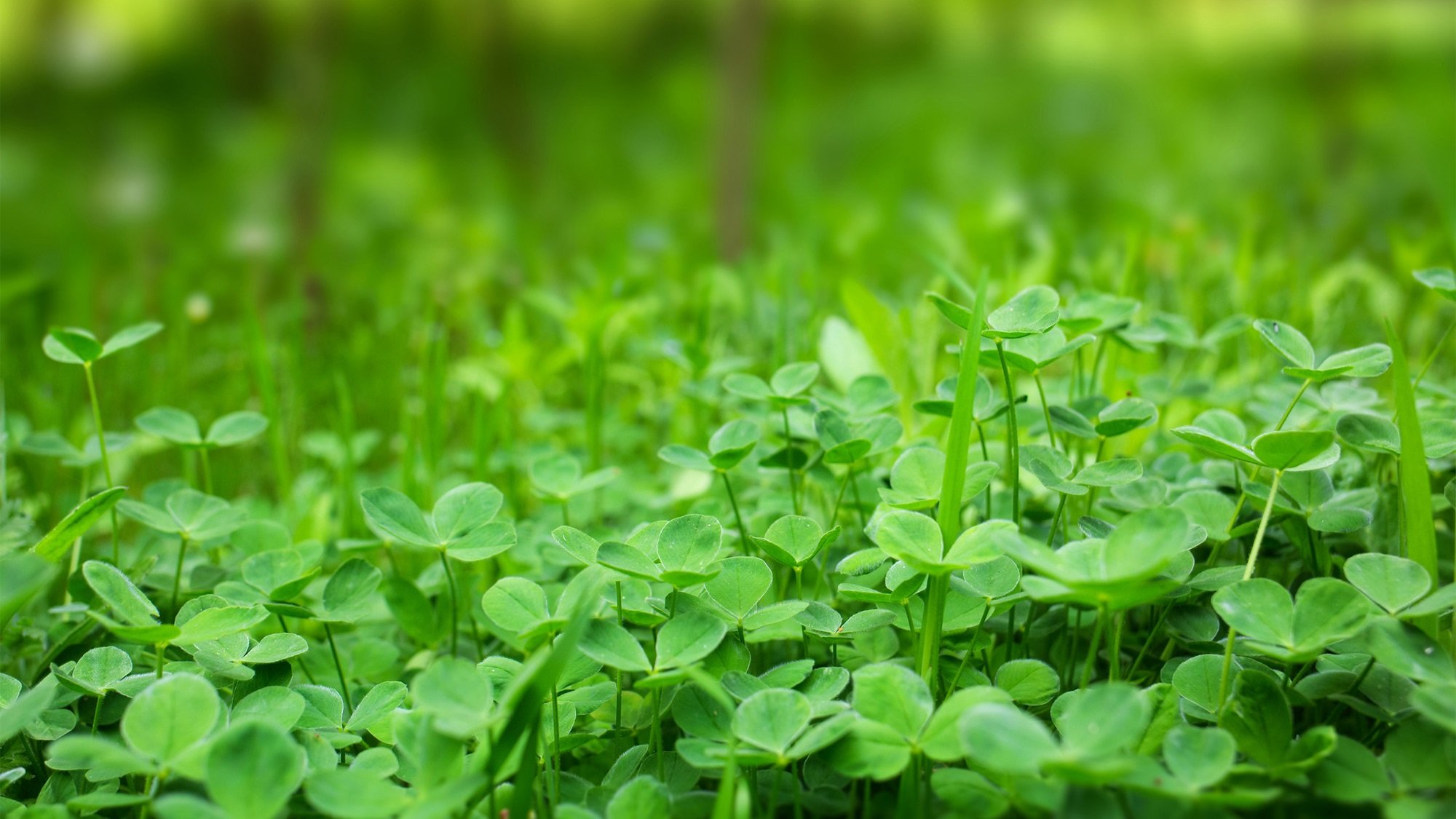How to Kill Clover Without Chemicals