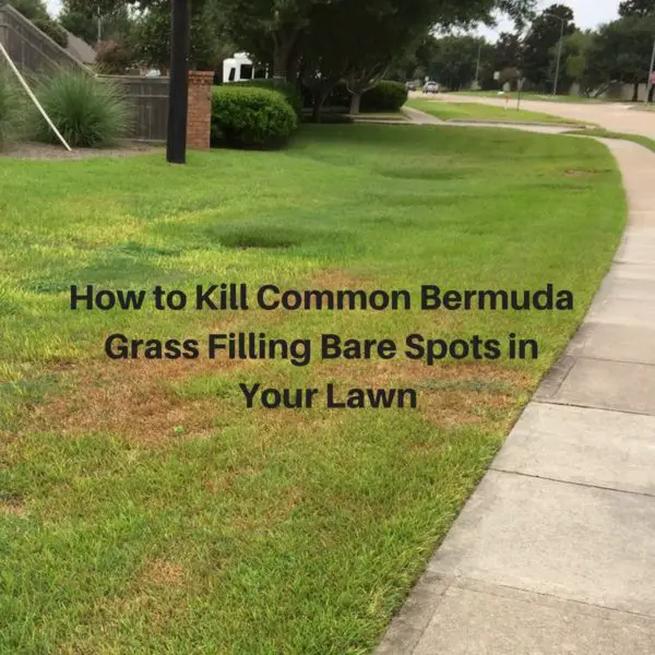 How to Kill Common Bermuda Grass in Your Houston Lawn