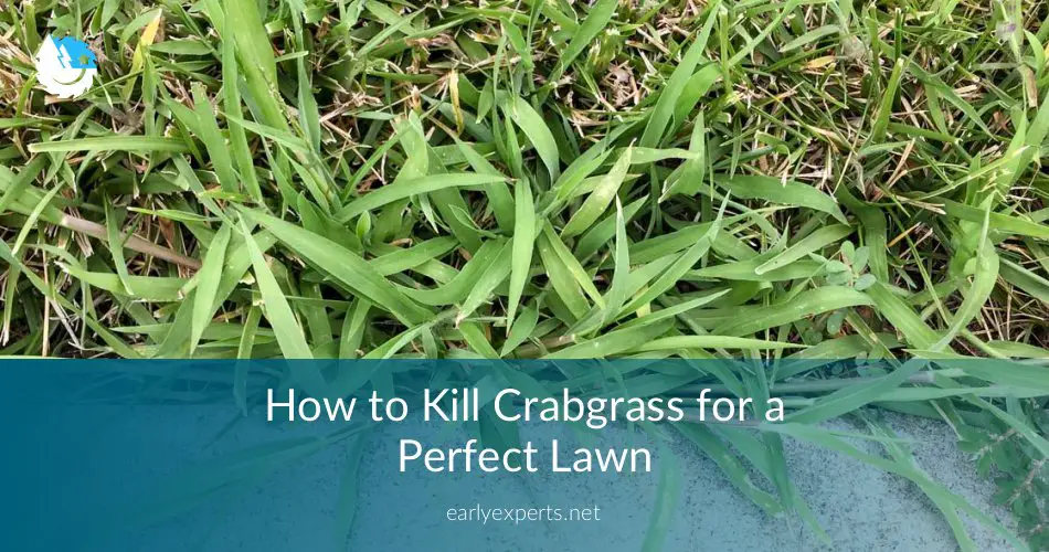 How to Kill Crabgrass for a Perfect Lawn