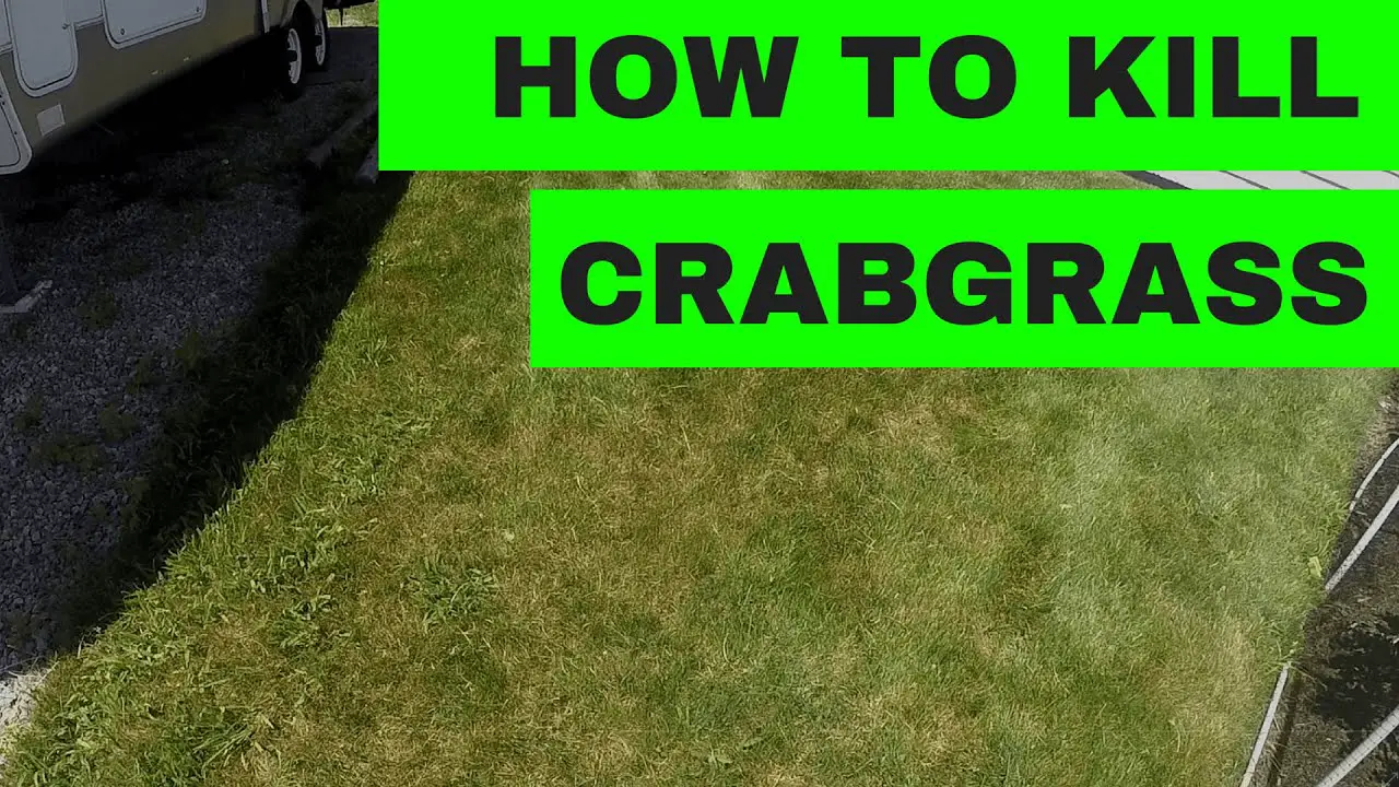 How to Kill Crabgrass in your Lawn
