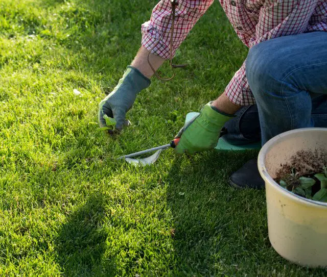 How to Kill Crabgrass Naturally (without killing your lawn ...