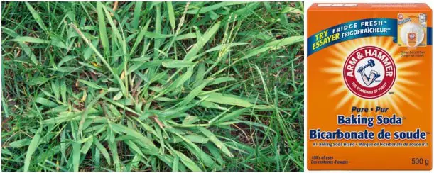 How to Kill Crabgrass Using Baking Soda (Steps &  Side Effects)